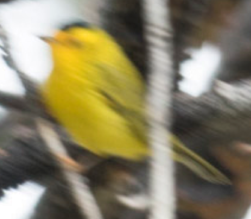Wilson's Warbler - ML35190941
