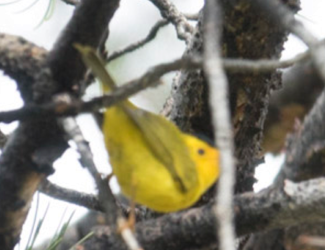 Wilson's Warbler - ML35190951