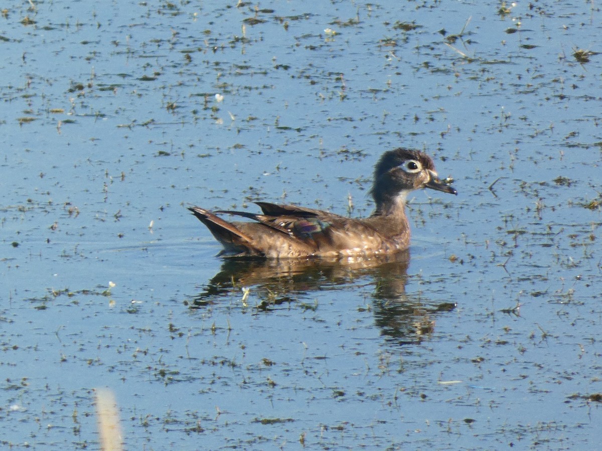 Wood Duck - ML351909721