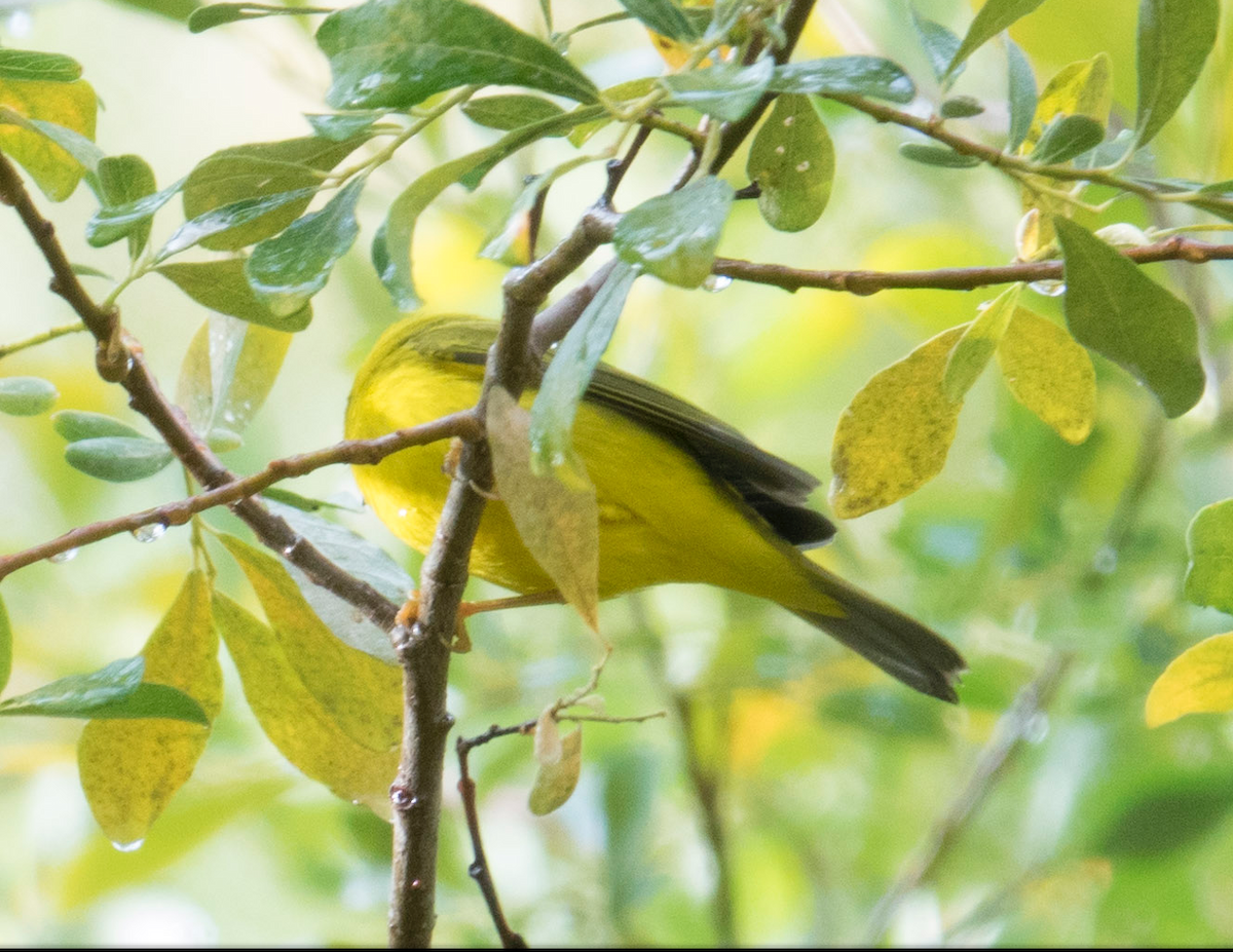 Wilson's Warbler - ML35190981