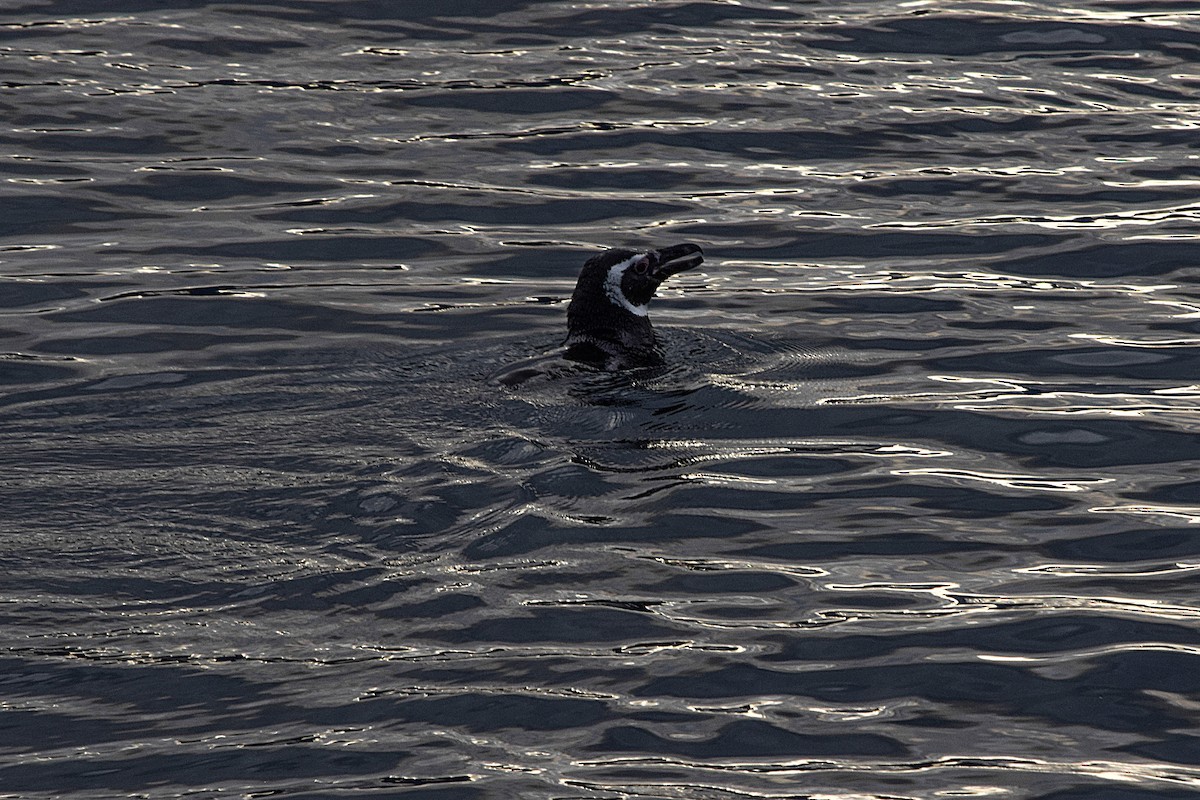 Magellanic Penguin - ML351909851