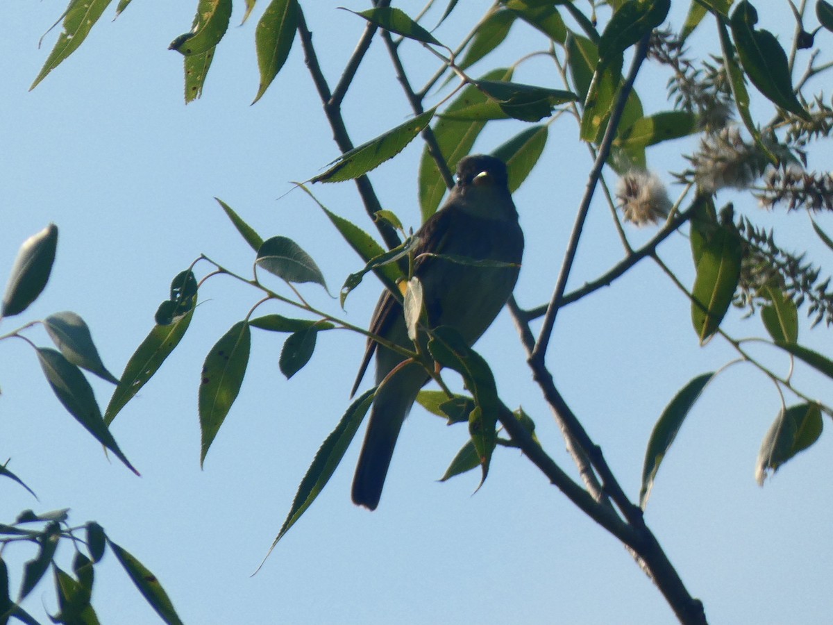 Willow Flycatcher - ML351910381