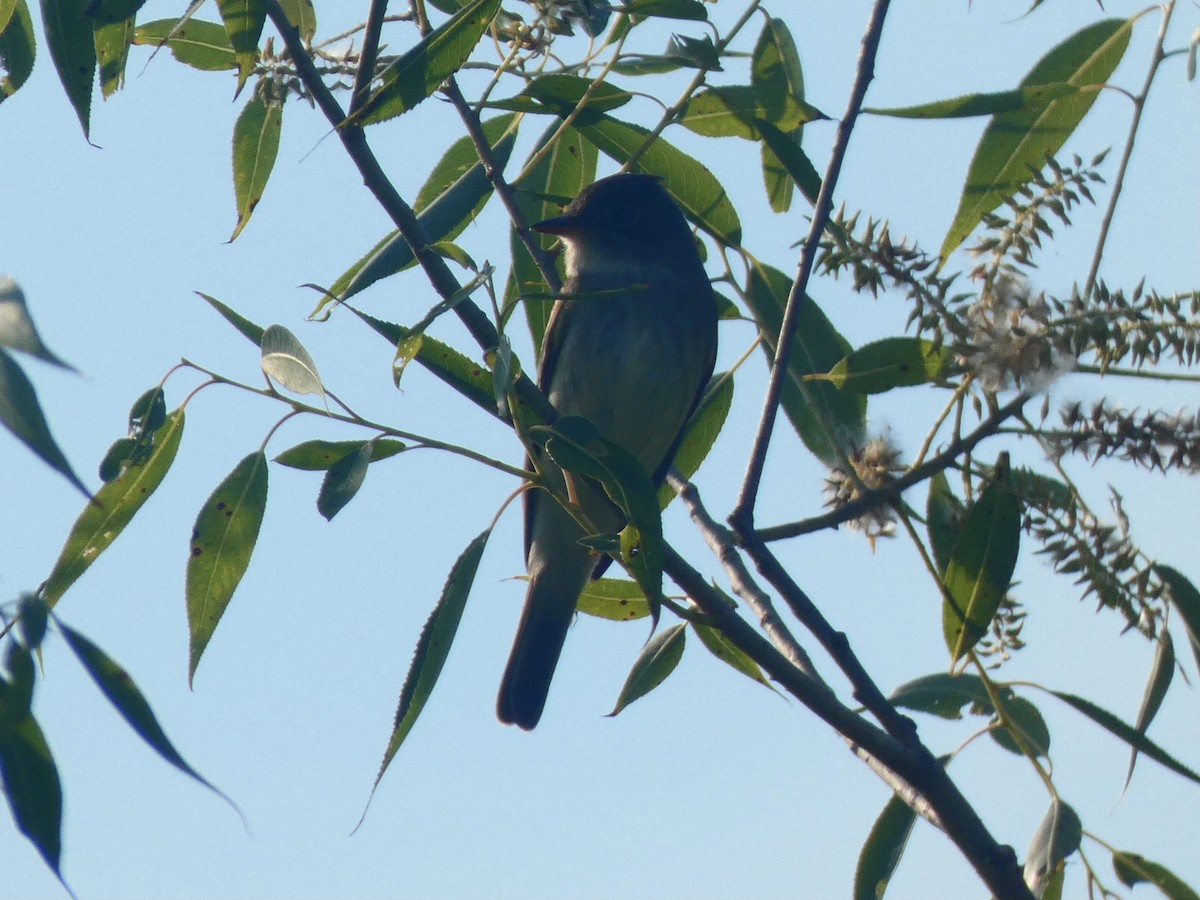 Willow Flycatcher - ML351910391