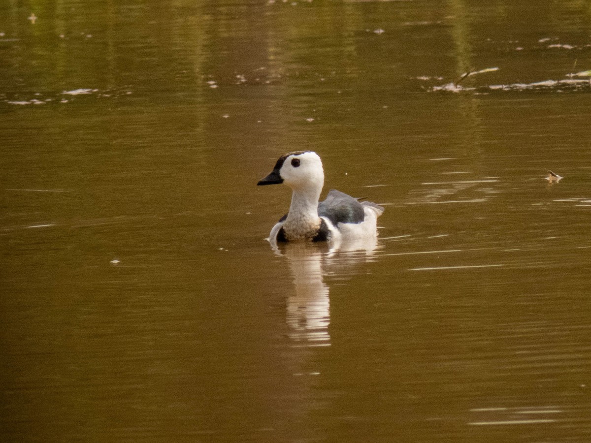 Cotton Pygmy-Goose - ML351910661