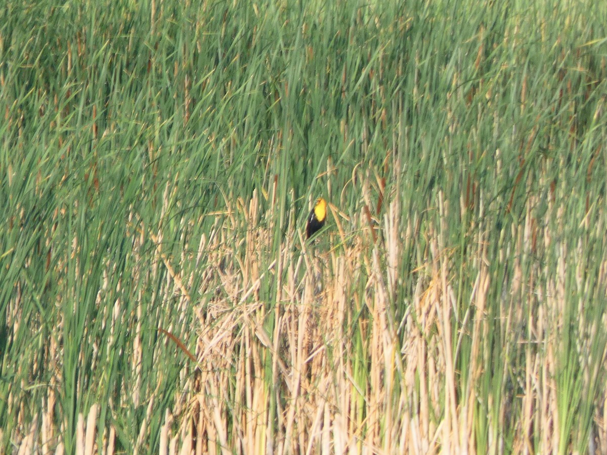 Brillenstärling - ML351910831