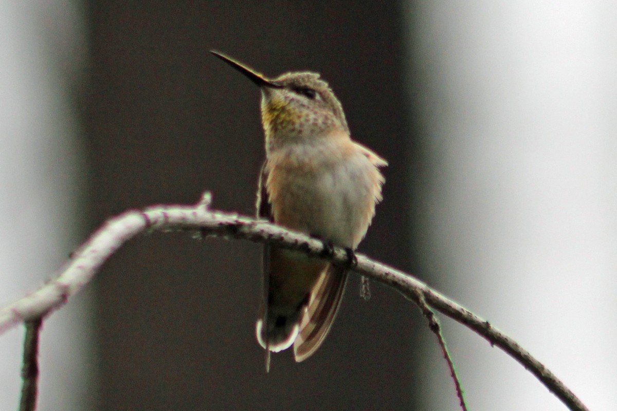 Calliope Hummingbird - ML351911731