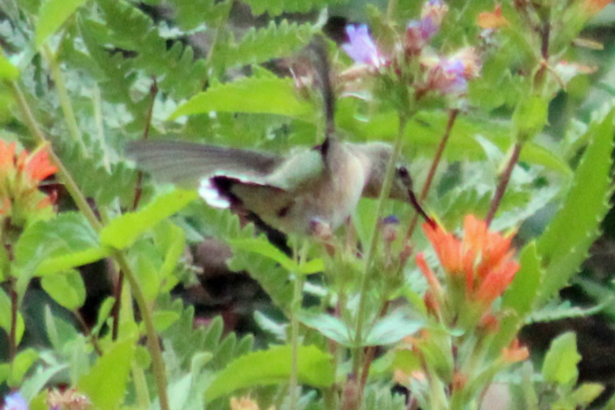 Colibrí Calíope - ML351911781