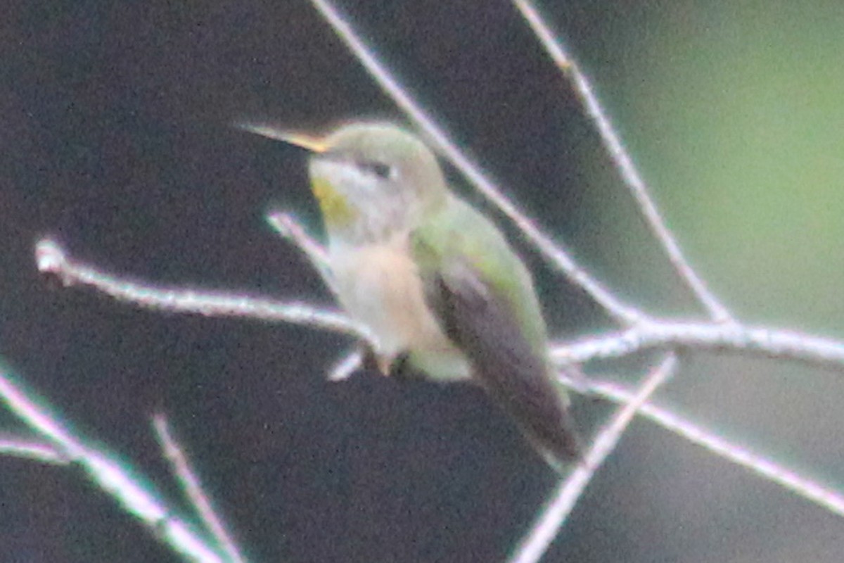 Calliope Hummingbird - ML351911811