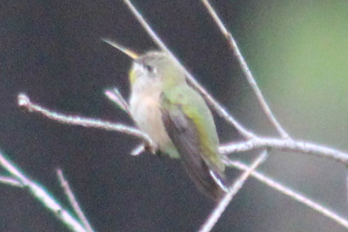 Calliope Hummingbird - ML351911861