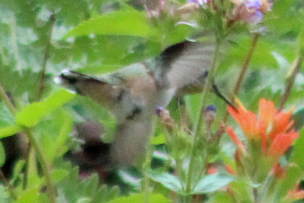 Colibrí Calíope - ML351911871