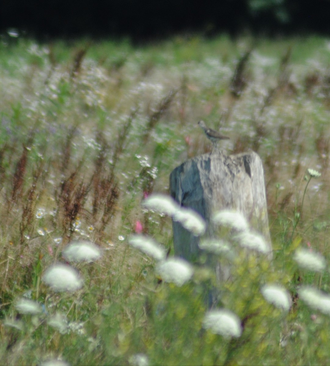 Spotted Sandpiper - Brad Goodner