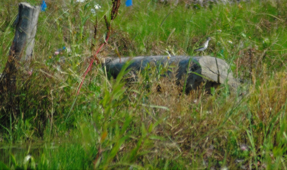 Spotted Sandpiper - ML351912241