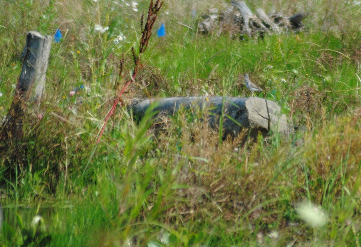 Spotted Sandpiper - Brad Goodner