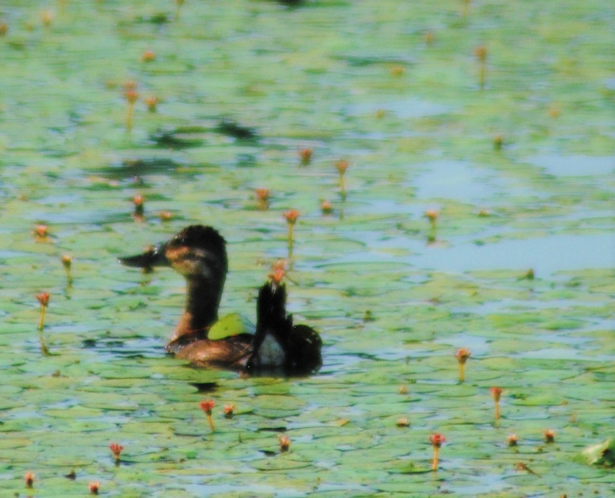 Ruddy Duck - ML351912811