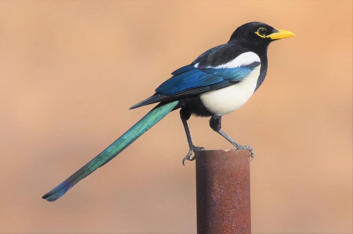 Yellow-billed Magpie - Chris Rohrer 🦜
