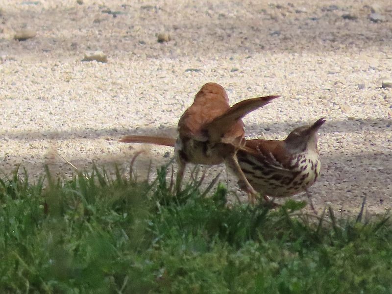 Brown Thrasher - ML351913071