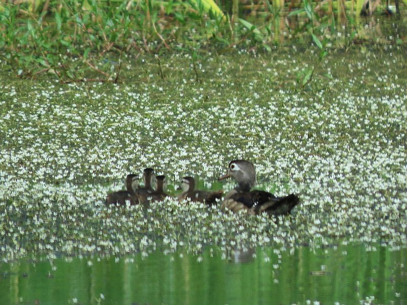 Wood Duck - Tracy The Birder