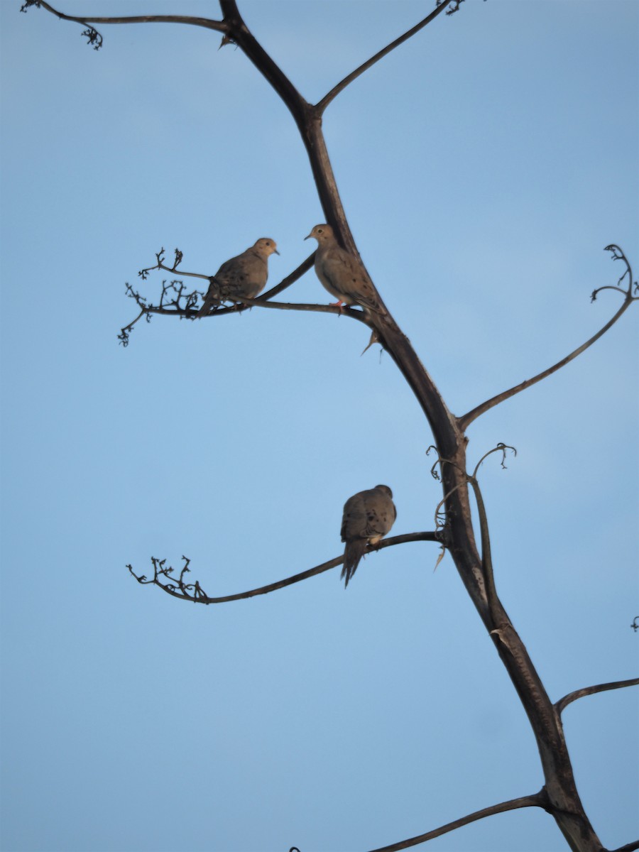 Mourning Dove - S. Weber