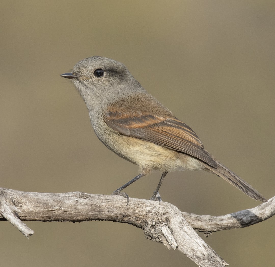 Patagonian Tyrant - ML351917061