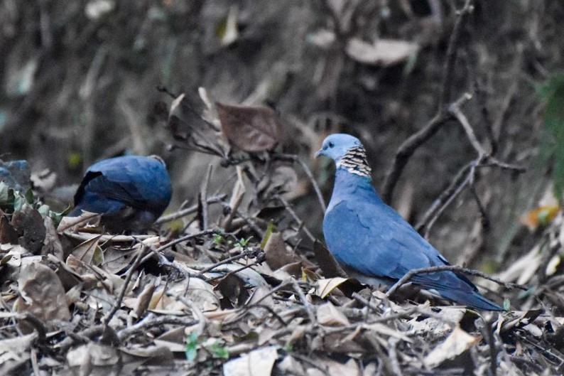 Ashy Wood-Pigeon - Bhupinderjit  Kaur Waraich