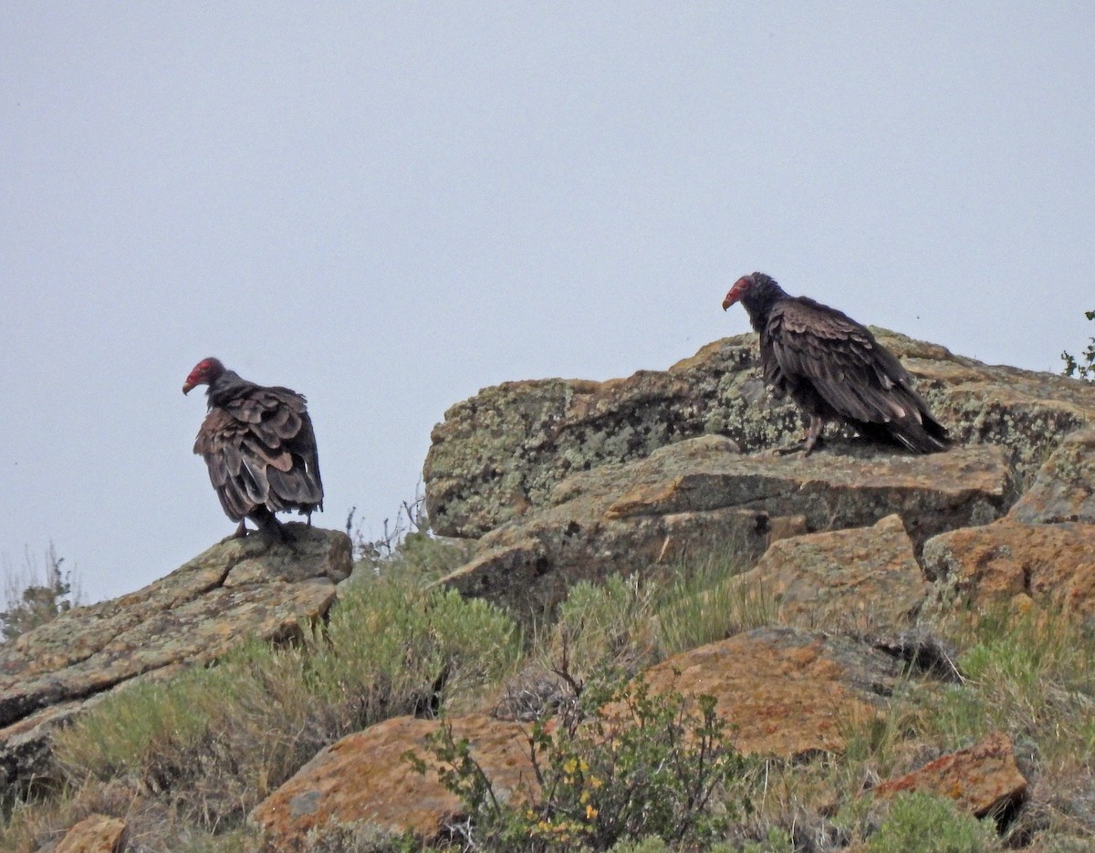 Turkey Vulture - ML351919091