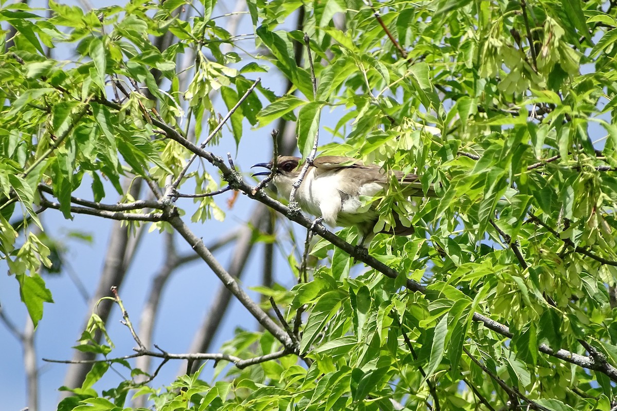 Black-billed Cuckoo - ML351919231