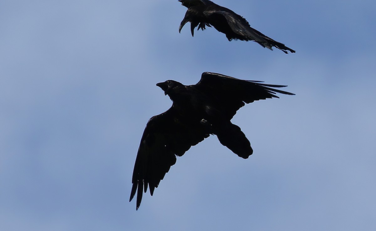 Common Raven - Evan Pannkuk