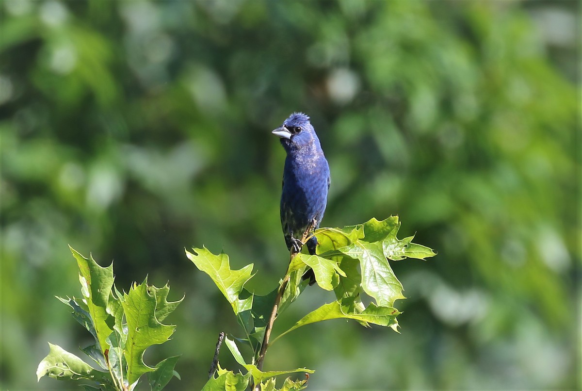 Blue Grosbeak - ML351919551