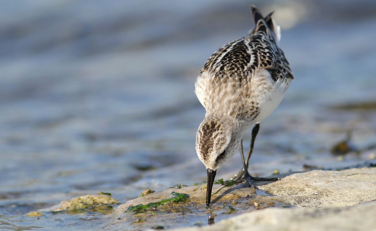 Little Stint - Adrien Mauss