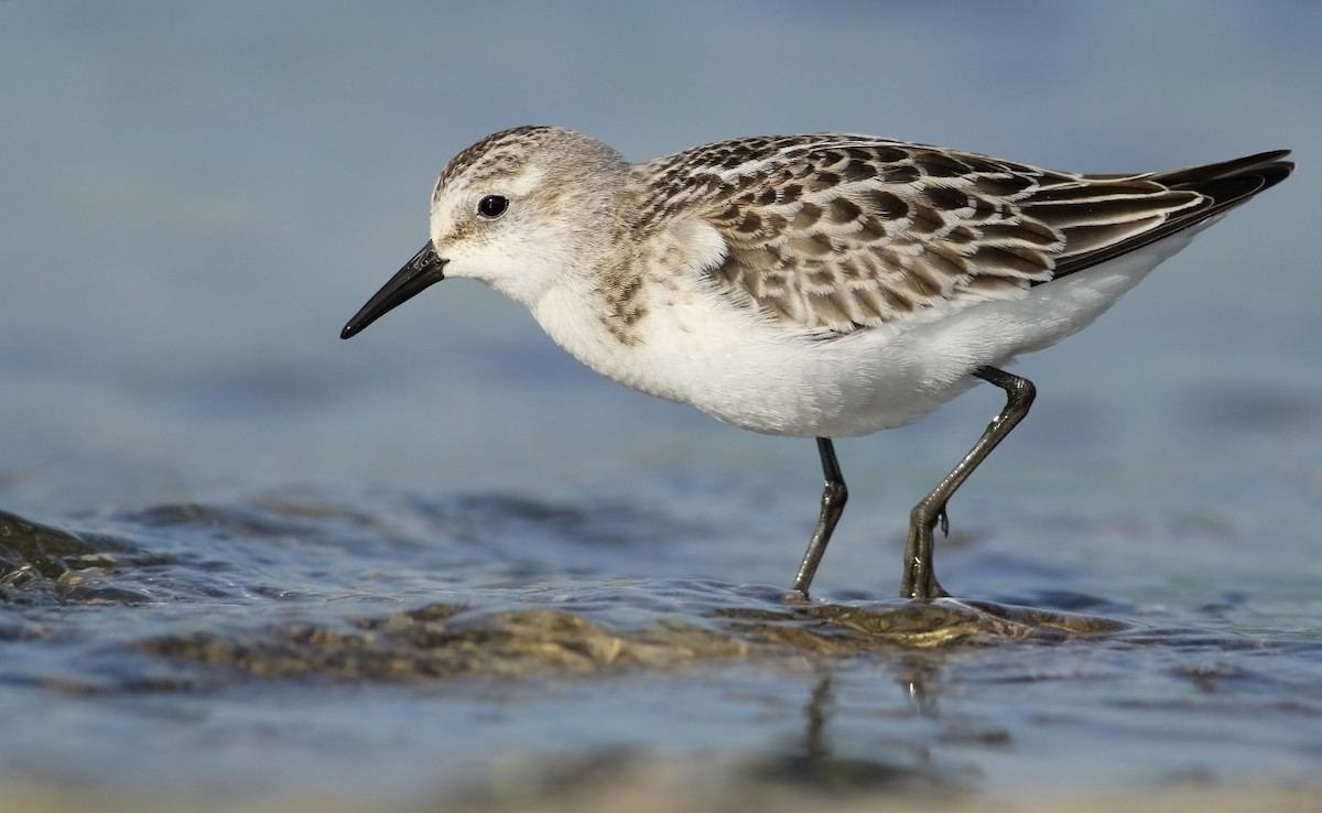 Little Stint - Adrien Mauss