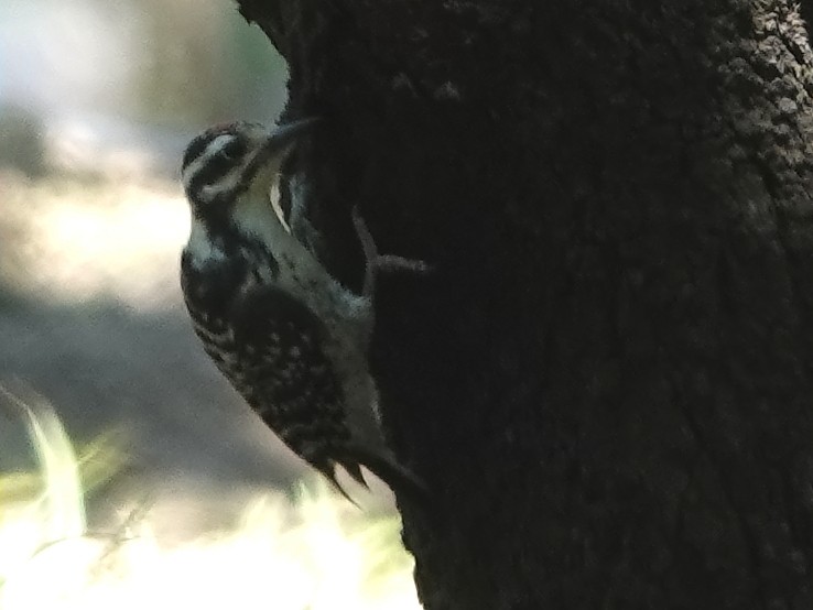 Nuttall's Woodpecker - ML351921531