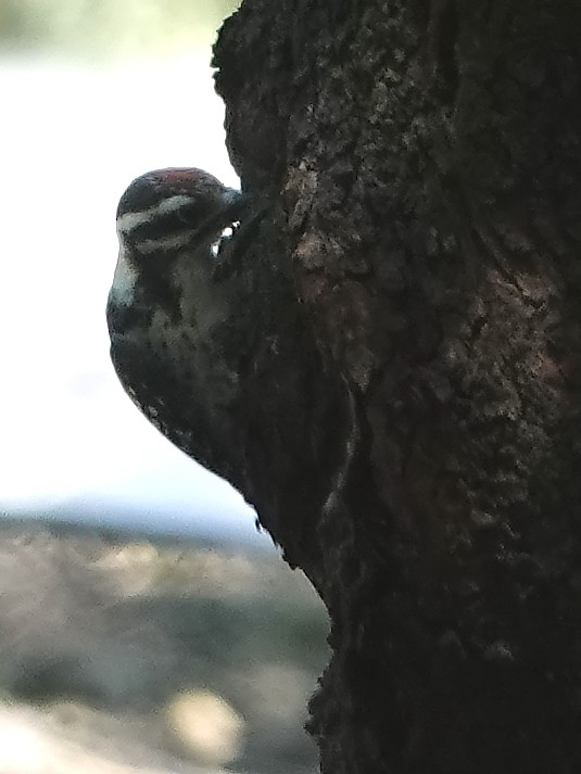 Nuttall's Woodpecker - ML351921551