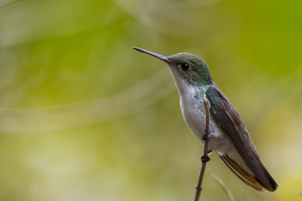 White-bellied Emerald - John Cahill xikanel.com