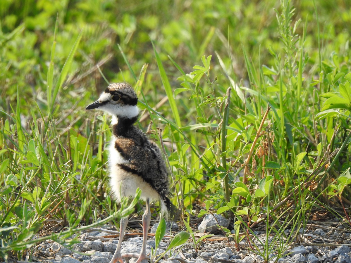 Killdeer - Patricia Bazany