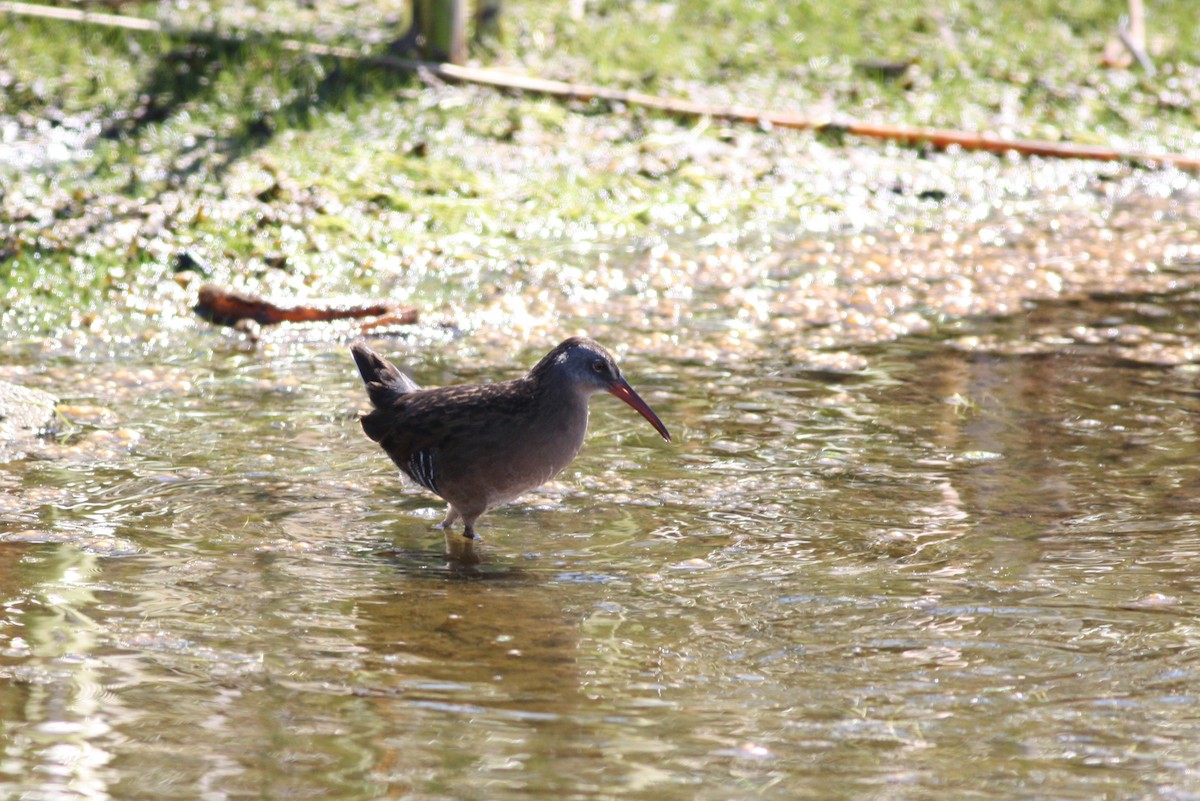 Virginia Rail - ML35192461