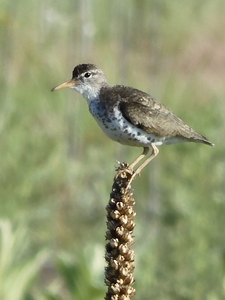 Spotted Sandpiper - Diana Doyle