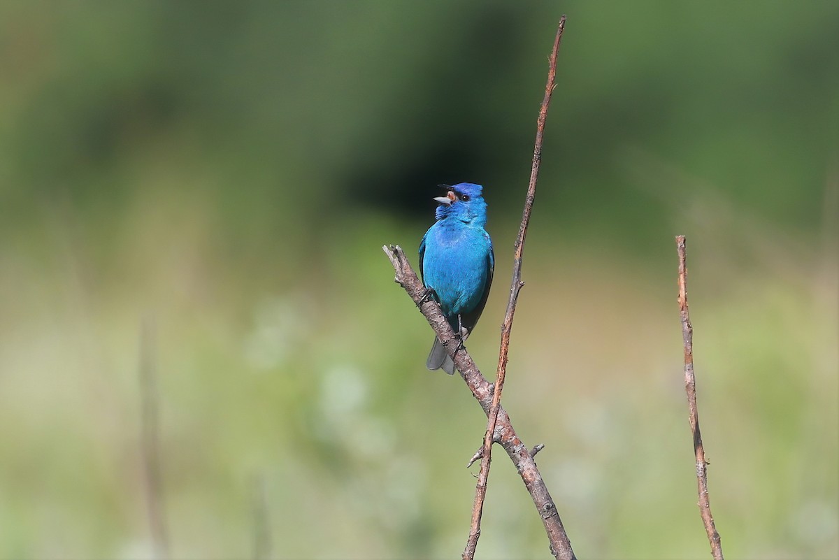 Indigo Bunting - ML351928341