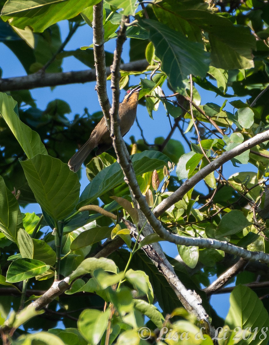 Dwarf Koel - ML351930141