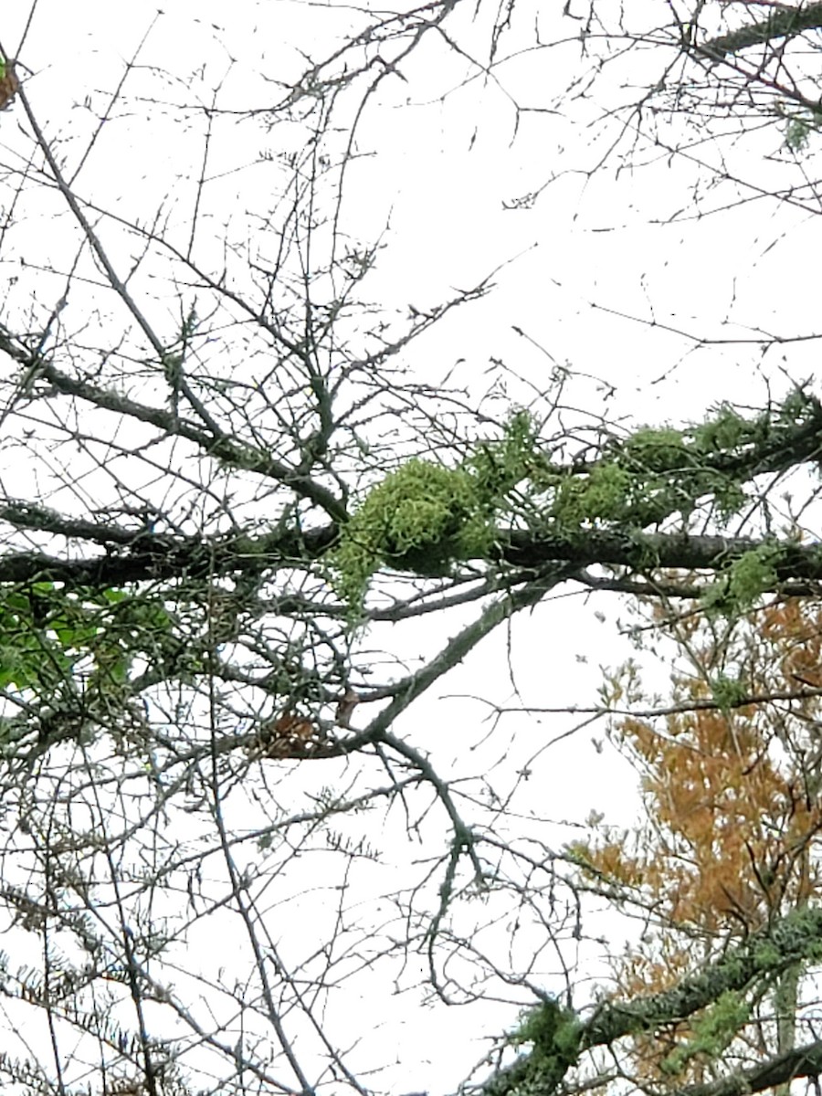 Northern Parula - ML351930581