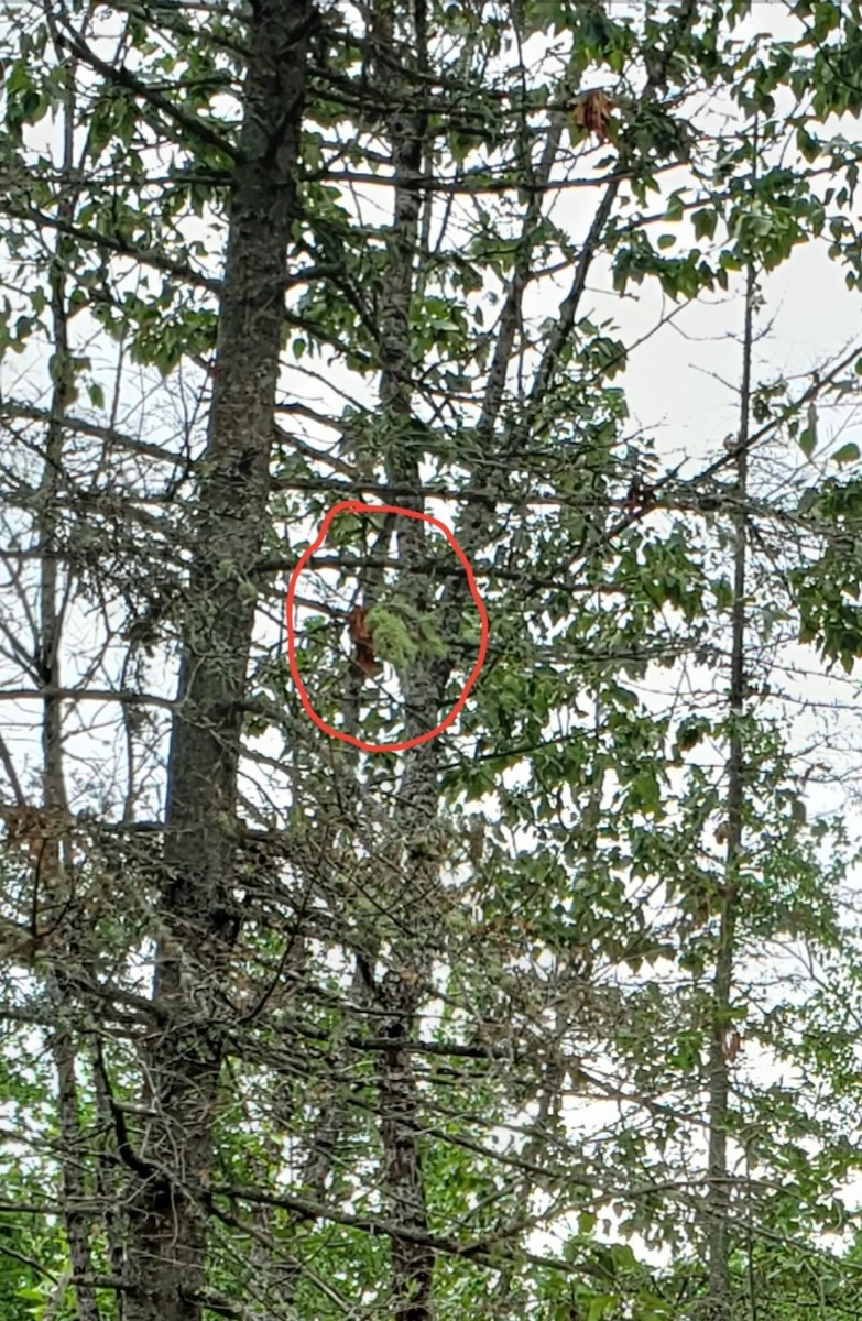 Northern Parula - ML351930741