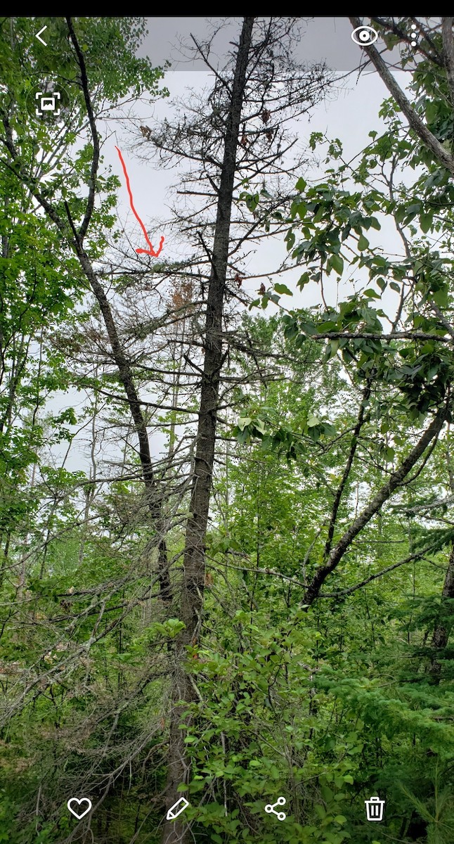 Northern Parula - ML351930761