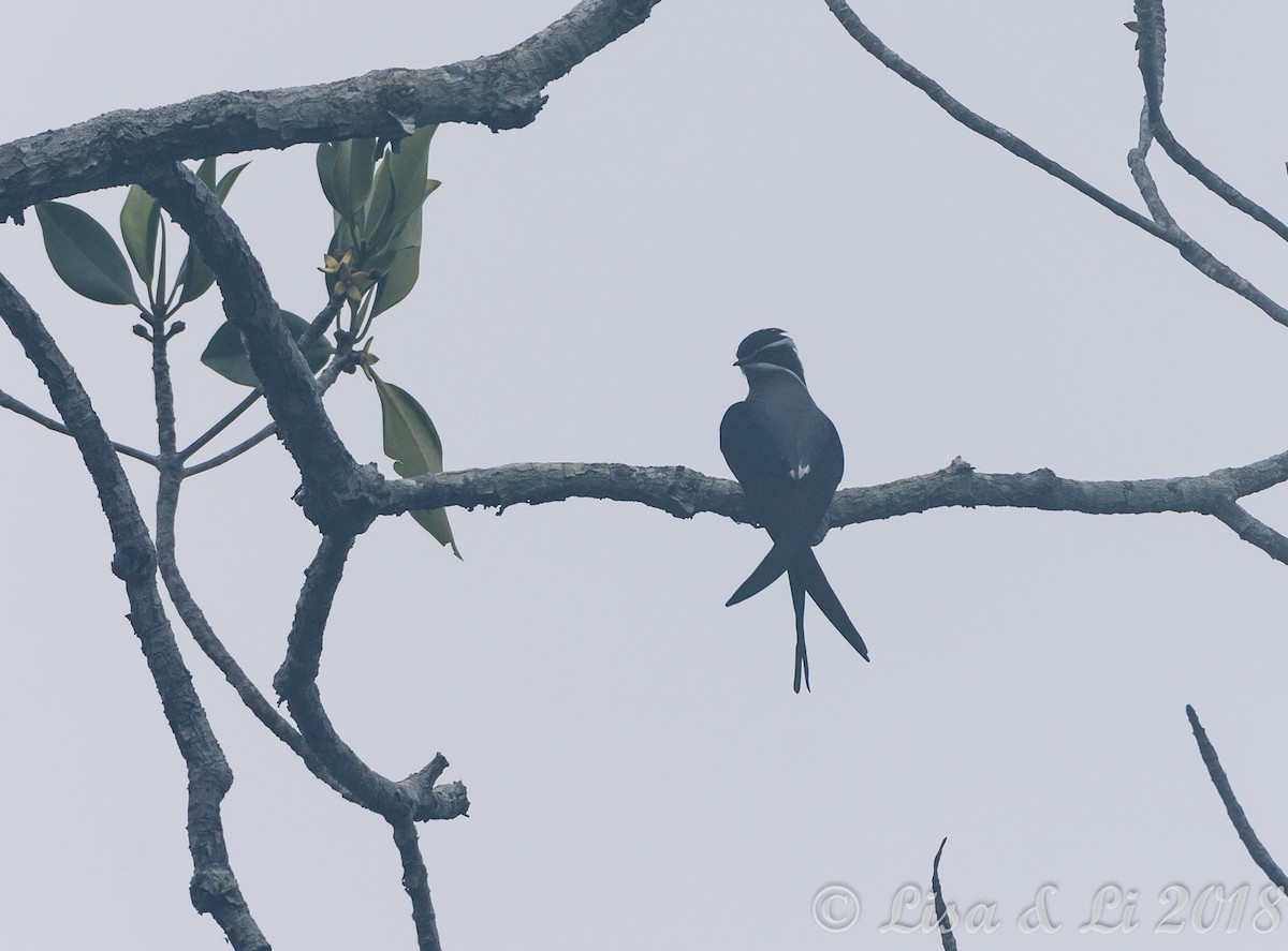 Moustached Treeswift - ML351931361