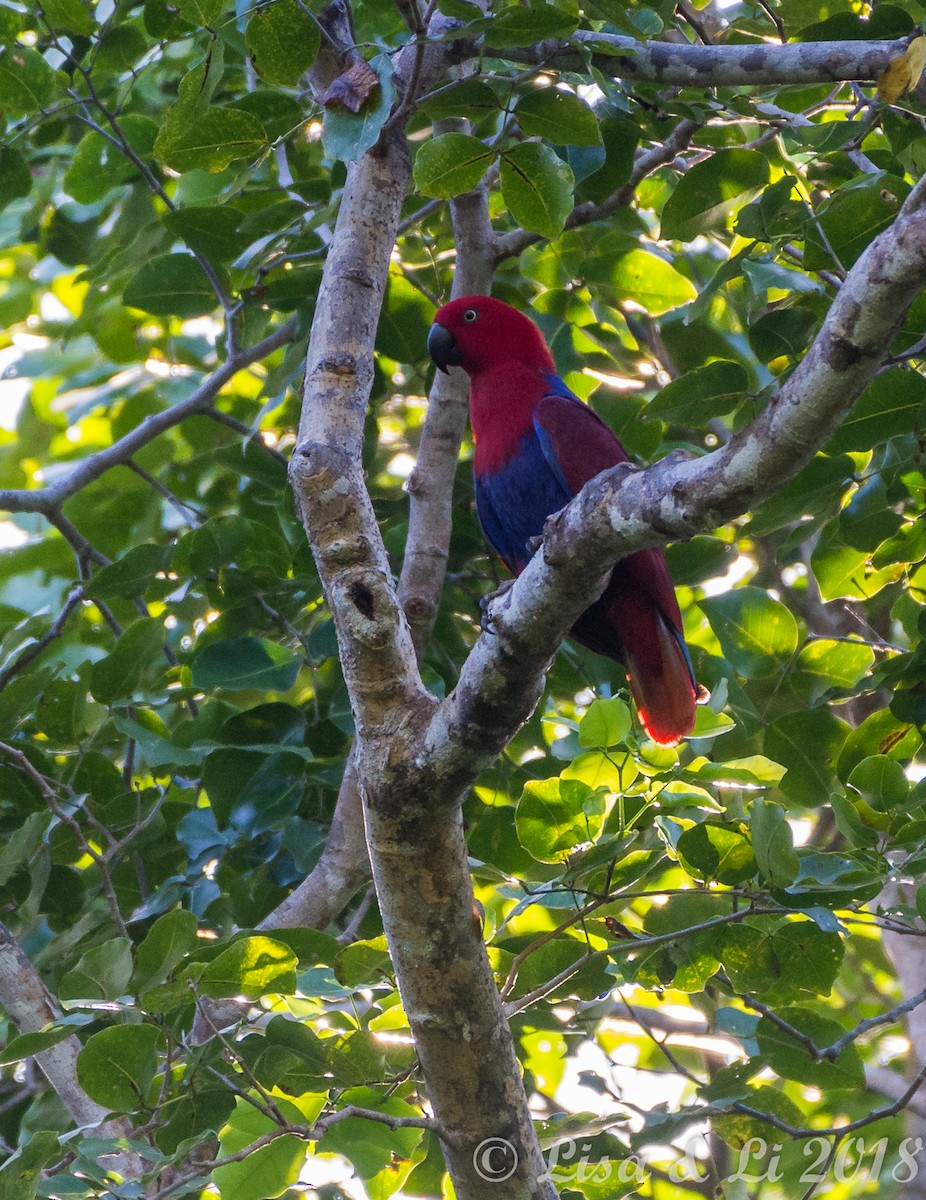 Papua Eklektus Papağanı - ML351932711