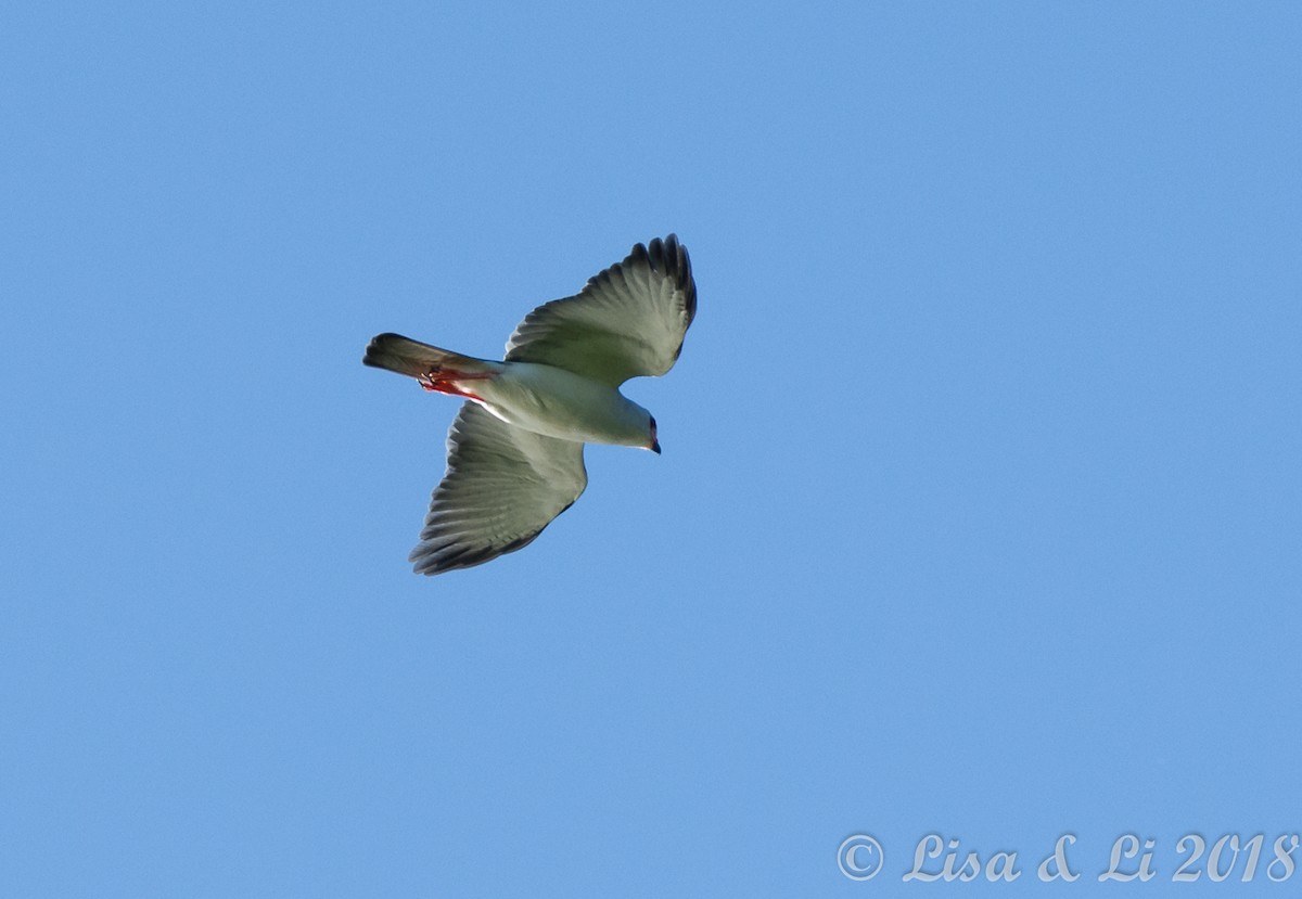 Gray-headed Goshawk - ML351933421