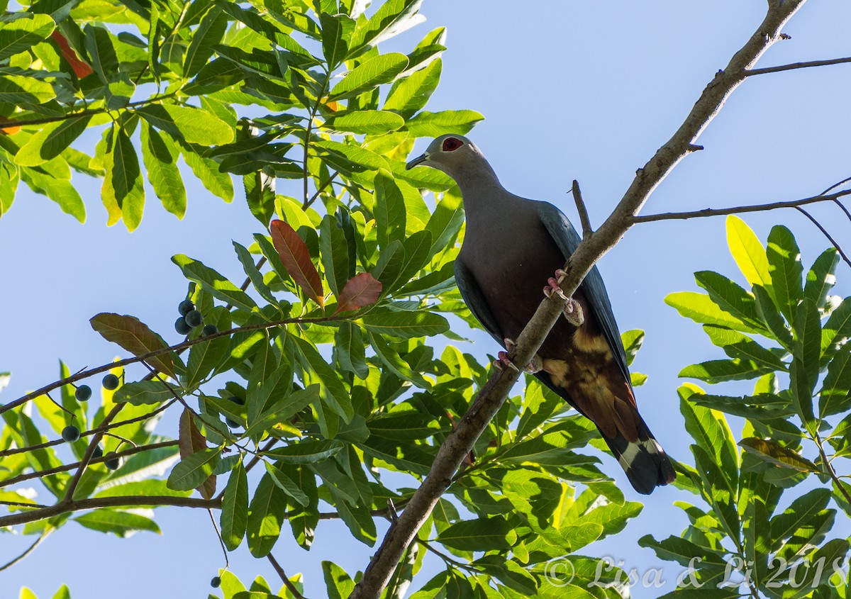 holub stromový - ML351933541