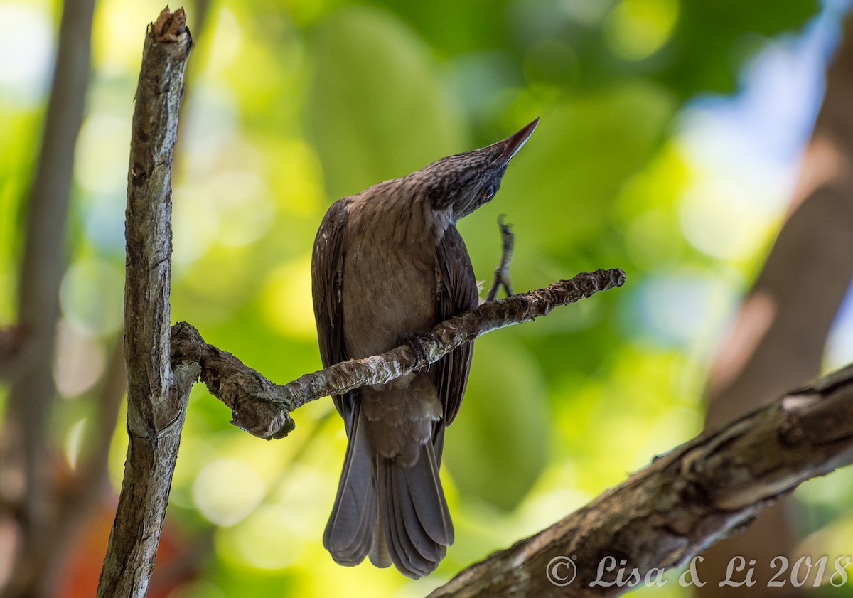 Brown Oriole - Lisa & Li Li