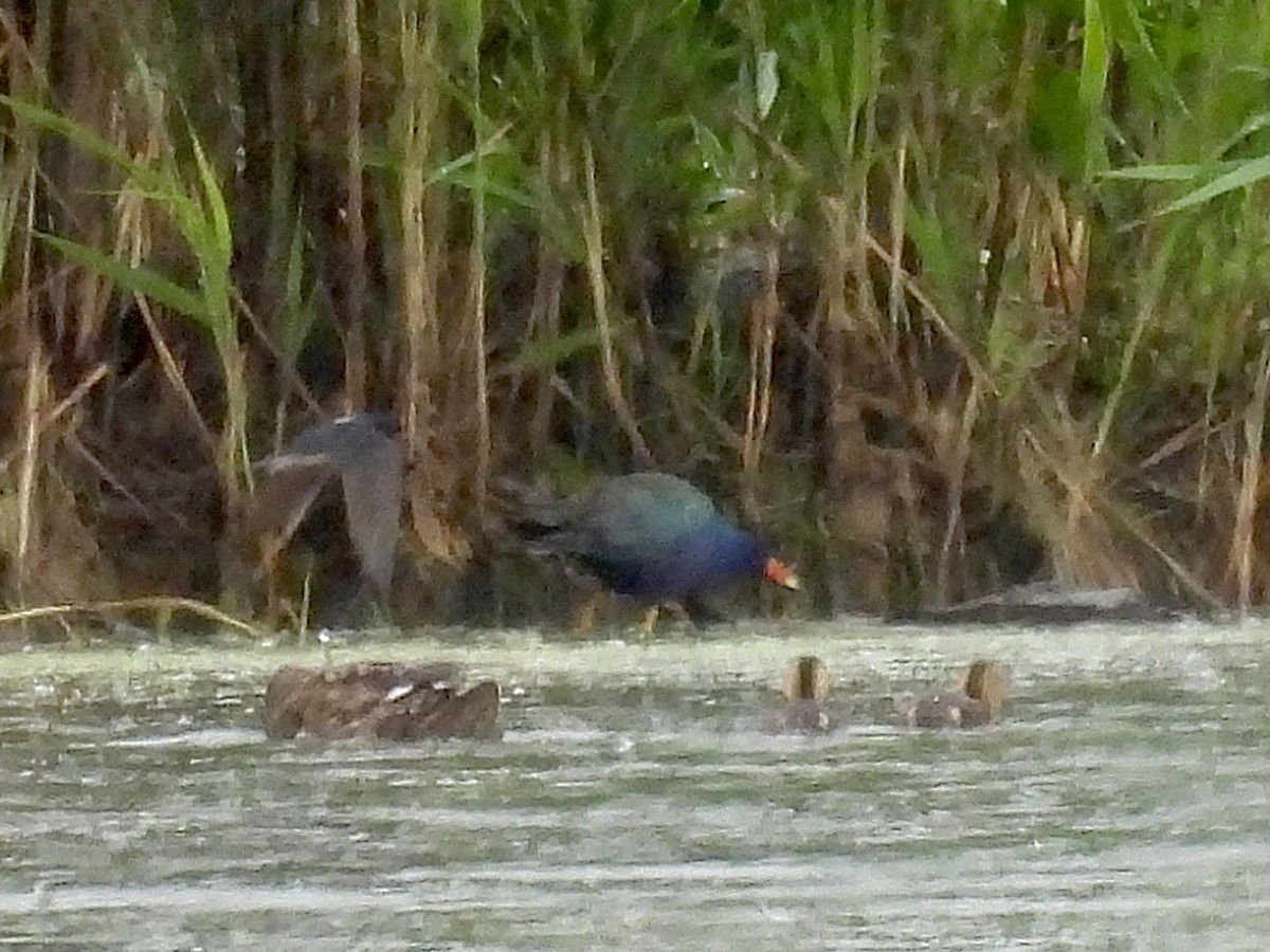 Purple Gallinule - ML351936491