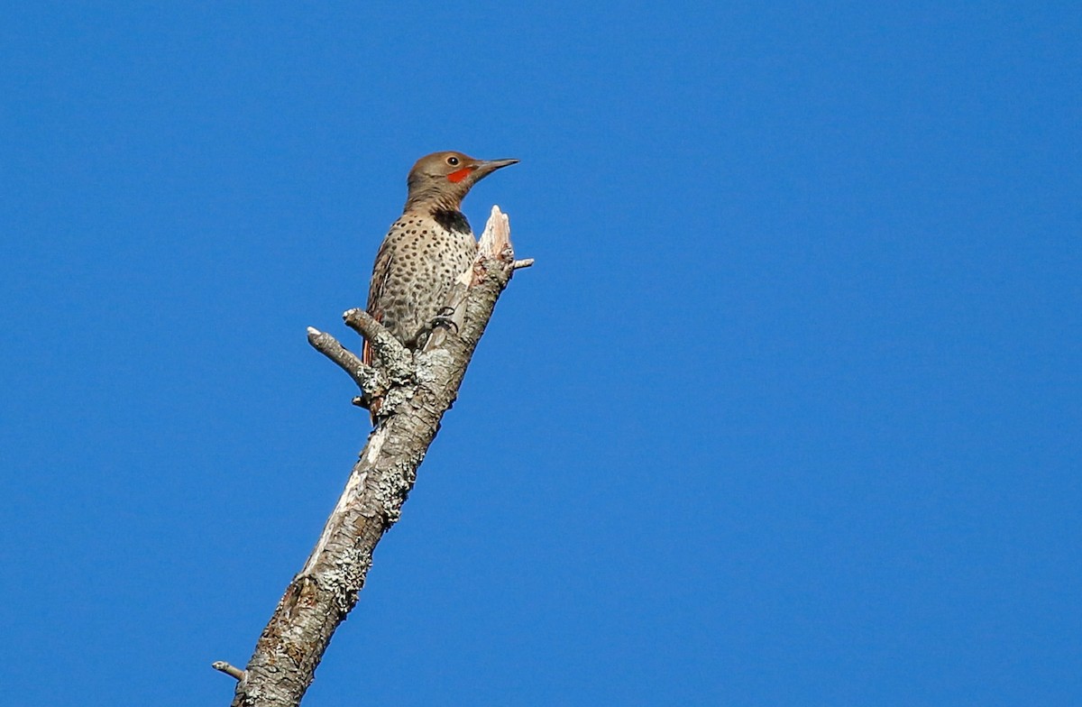 Northern Flicker - ML351936811