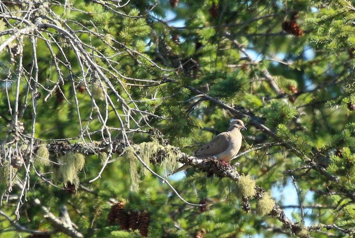 Mourning Dove - ML351937121