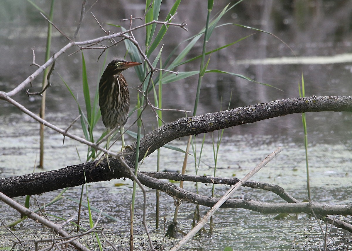 Green Heron - ML351937161